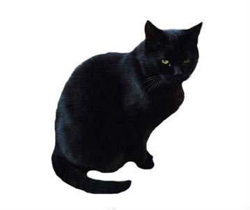 แมวดำ ใครว่าเป็นลางร้าย