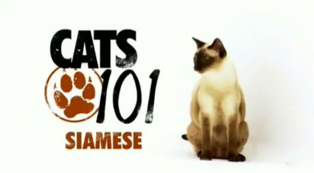 Siamese (แมววิเชียรมาศ) (AnimalPlanetTV)