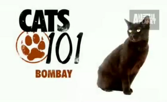 Bombay (บอมเบย์) (AnimalPlanetTV)
