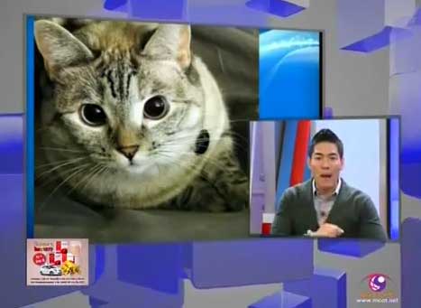 Nala_cat สุดยอดแมวเจ้าของคนไทย ยอด follow ทะลุ 1 ล้าน