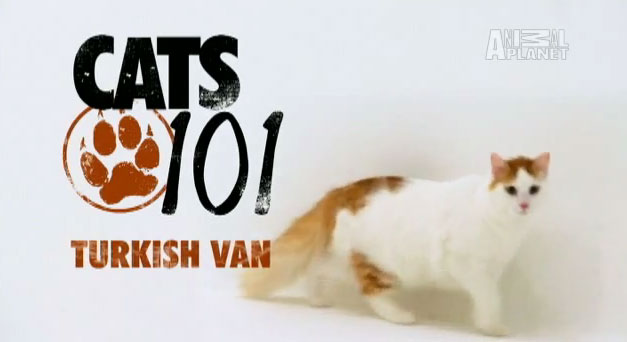 Turkish Van (แมวเตอร์กิชแวน) (AnimalPlanetTV)