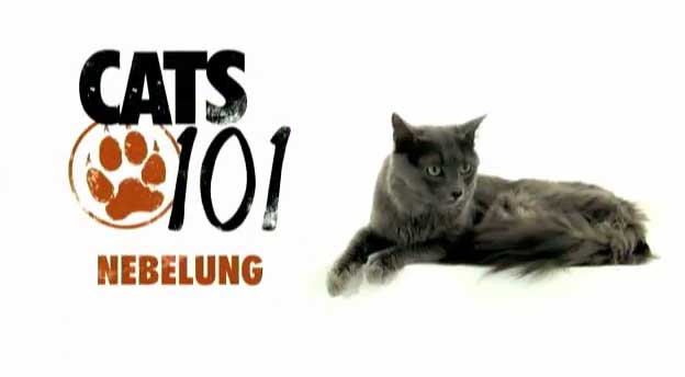 แมวเนบีลัง (Nebelung) (AnimalPlanetTV)