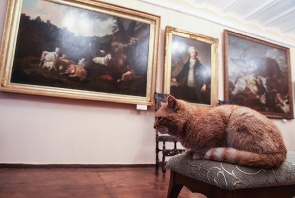 พิพิธภัณฑ์ศิลปะจ้างแมวเหมียวเป็นพนักงานเฝ้าประตู แฟนคลับป๋มเพียบ