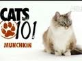 Cats 101: Munchkin