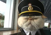 Sailor เซเลปเหมียวรัสเซียหน้าง่วง ที่ยึดครองตำแหน่ง กัปตันเรือ ไปแล้ว เท่ซะไม่มี!!