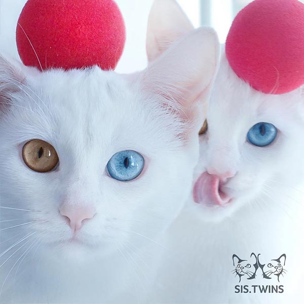 ยิ่งดูยิ่งมีเสน่ห์...ส่องความน่ารักแมวแฝดตา 2 สีที่สวยที่สุดในโลก !!!