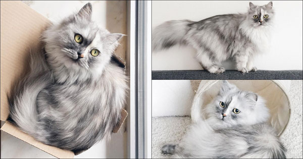 อลิซ จากแมวจรจัดถูกทิ้ง จนกลายเป็นแมวขนลายหินอ่อนที่สวยที่สุดในโลก !