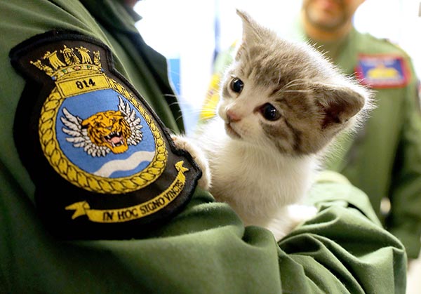 นักบินกองทัพช่วยชีวิตเหมียวน้อยน่ารัก ทำสาวกรี๊ดหนักหลงรักทั้งคนทั้งแมว