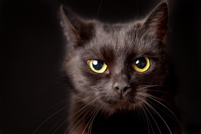 รู้จัก Black Cat Syndrome อาการ กลัวแมวดำ ที่ทำให้แมวสีนี้ ได้รับความนิยมน้อยกว่าสีอื่นๆ