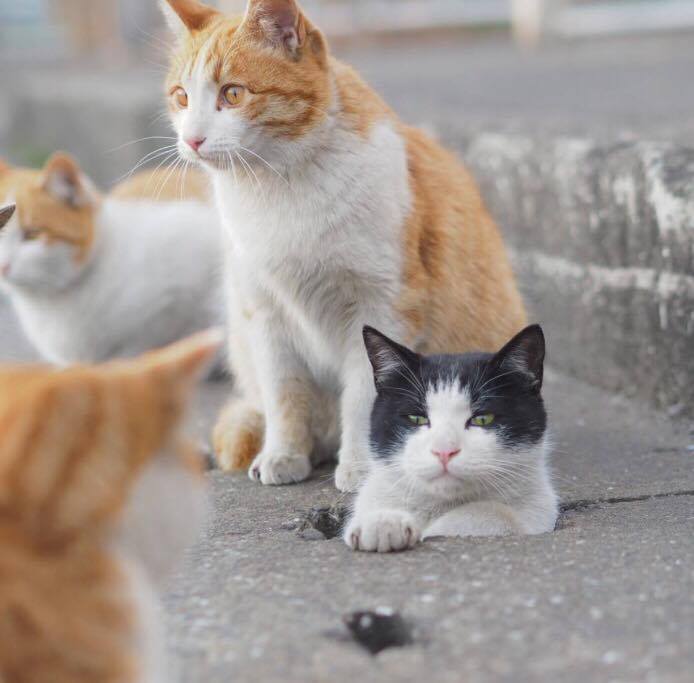 หนุ่มญี่ปุ่นเก็บภาพน่ารักๆ ของแมวจรแถวบ้าน นี่มัน แมวท่อ ตรื๊ดตรื๊ดตรื๊ด นี่หว่า