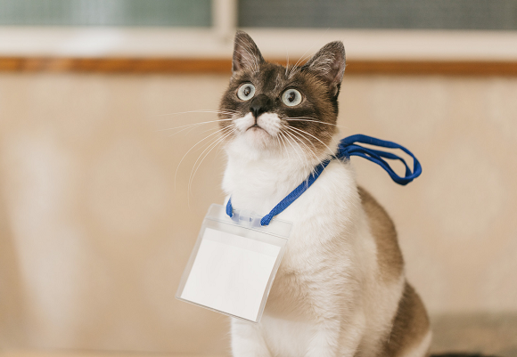 ไปดู 10 อันดับ ชื่อน้องแมว สุดน่ารัก ที่คนญี่ปุ่นใช้มากที่สุดในช่วงต้นปี 2017!!