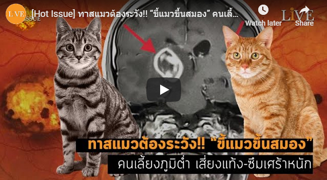 ทาสแมวต้องระวัง!! “ขี้แมวขึ้นสมอง” คนเลี้ยงภูมิต่ำ เสี่ยงแท้ง-ซึมเศร้าหนัก