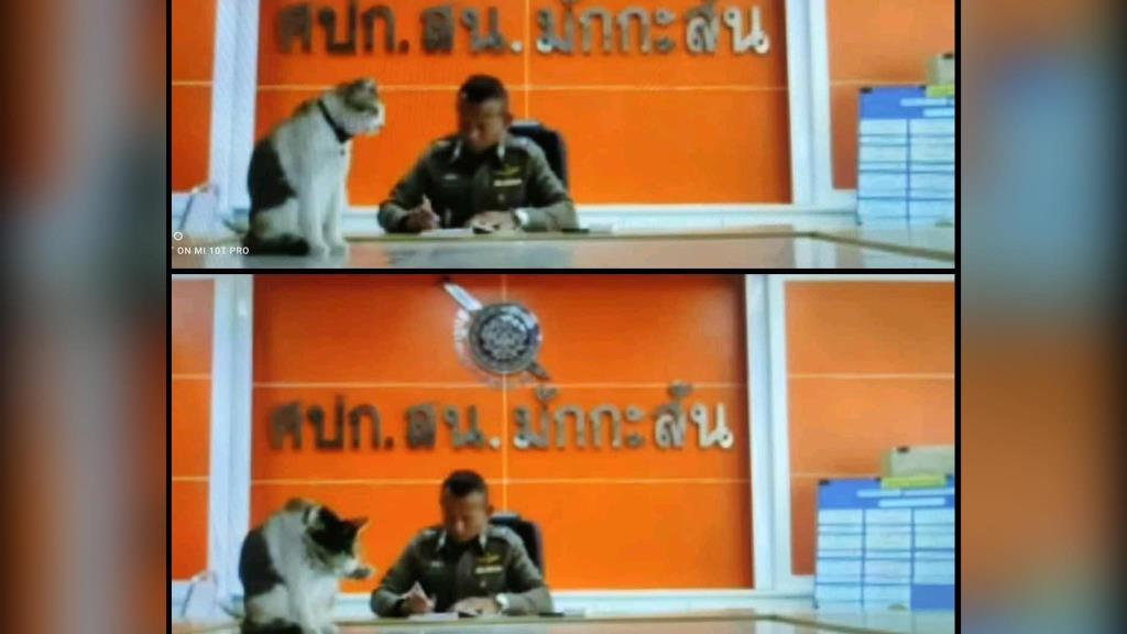 สุดฮา! น้องแมวขึ้นโต๊ะร่วมประชุมผ่านกล้อง ทำ ตร.ไม่มีสมาธิต้องมีคำสั่งให้นำลง