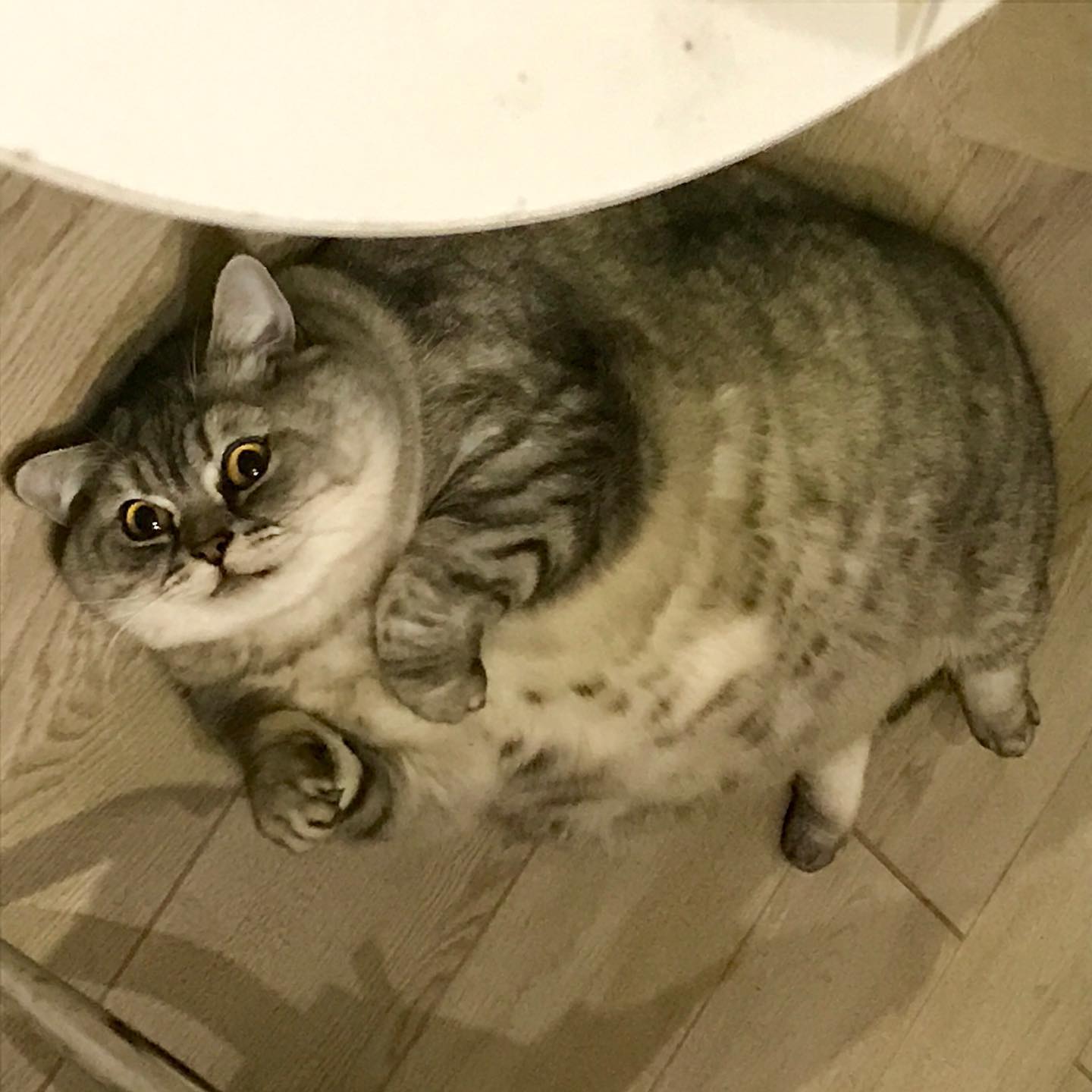 เจ้าของแมวอ้วนที่สุดในโลก เจอข้อหาทารุณกรรมสัตว์ หลังขุนจนตัวกลมไม่เห็นคอ