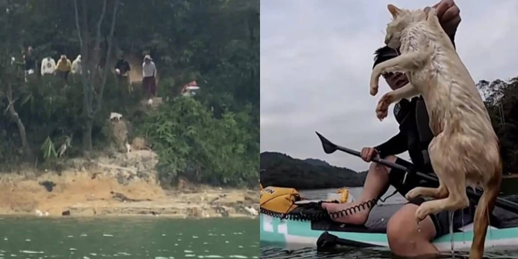 ปล่อยสัตว์ได้บาป! ชาวจีนใจบุญปล่อยแมวจรจำนวนมากลงอ่างเก็บน้ำ สุดท้ายวิ่งเตลิด-จมน้ำตาย