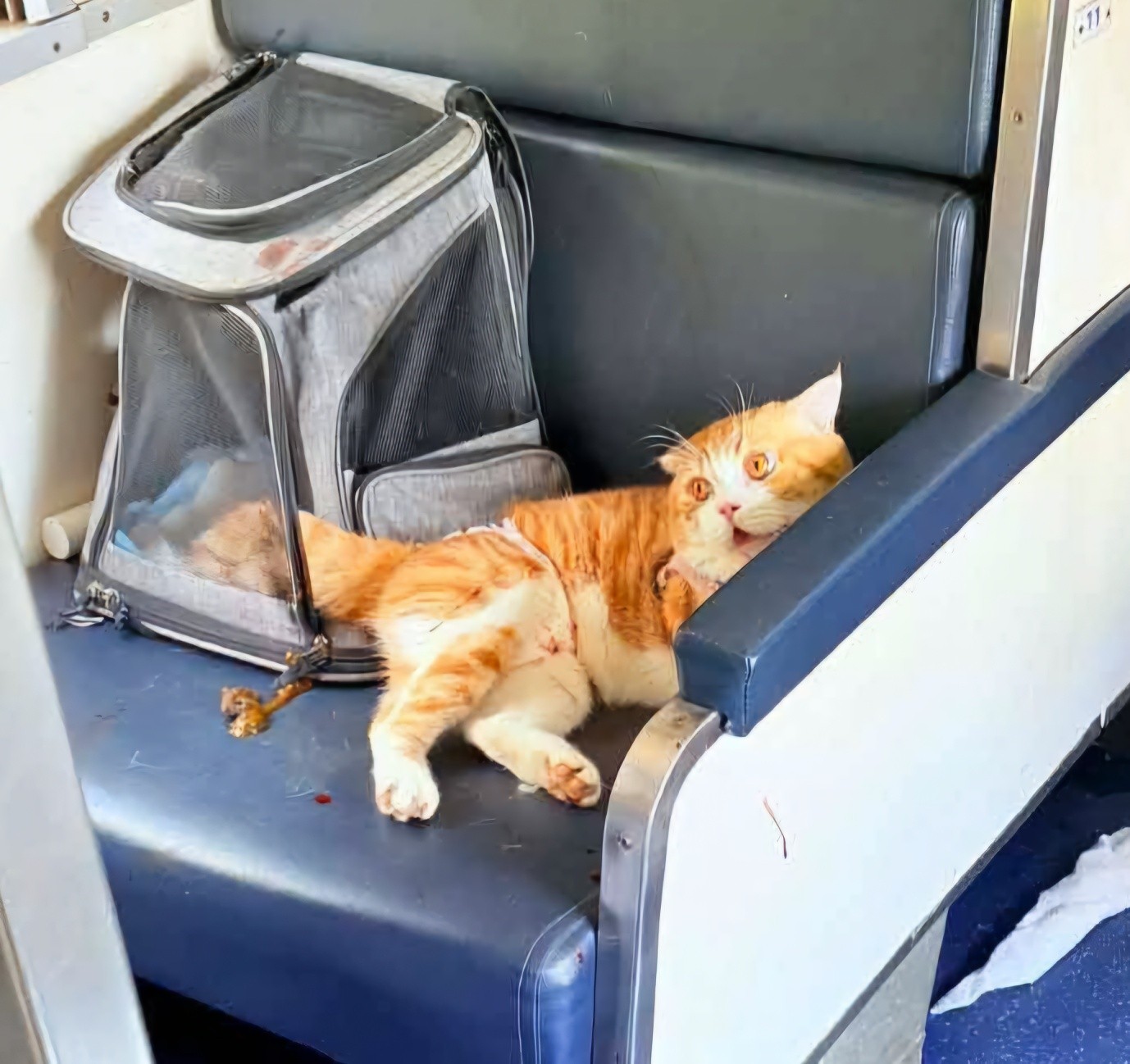 “แมวส้มคลั่ง” อาละวาดบนรถไฟสายใต้ ไล่กัดเจ้าของ ส่งผลให้ขบวนรถล่าช้า